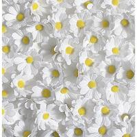 Scatter daisies