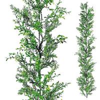 Boxwood-Cypress-Tendril
