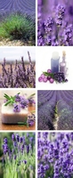 Banner Beauty Lavendel