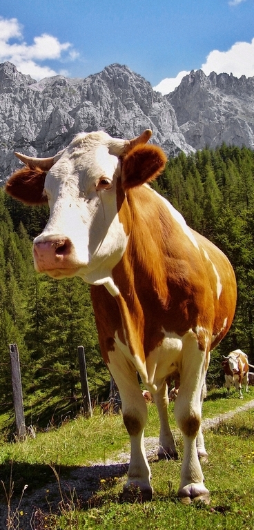 Banner Alpenkoe