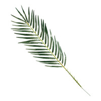 Palm leaf