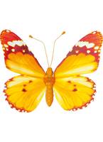 Butterfly mit Clip, PVC, 20x30 cm 