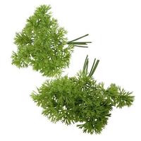 Bunch of parsley