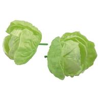 Head of lettuce