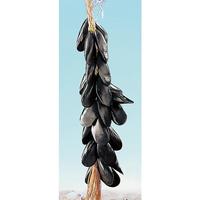 Blue mussels strand