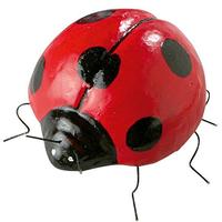 Ladybird