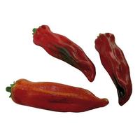 Chilli pepper