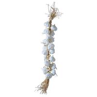 Garlic strand