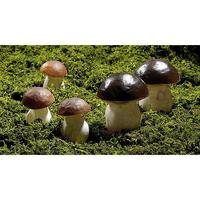 Chestnut mushroom