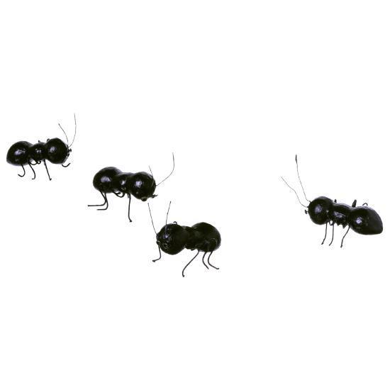 Giant ant