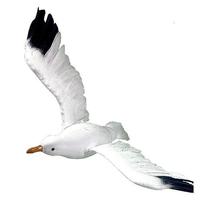 Seagull flying