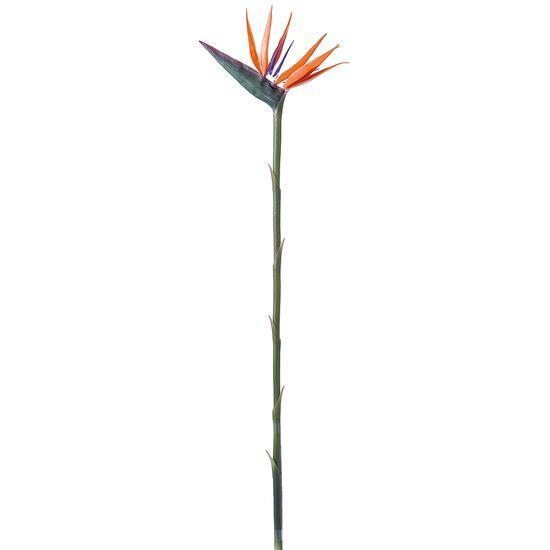 Bird-of-paradise flower