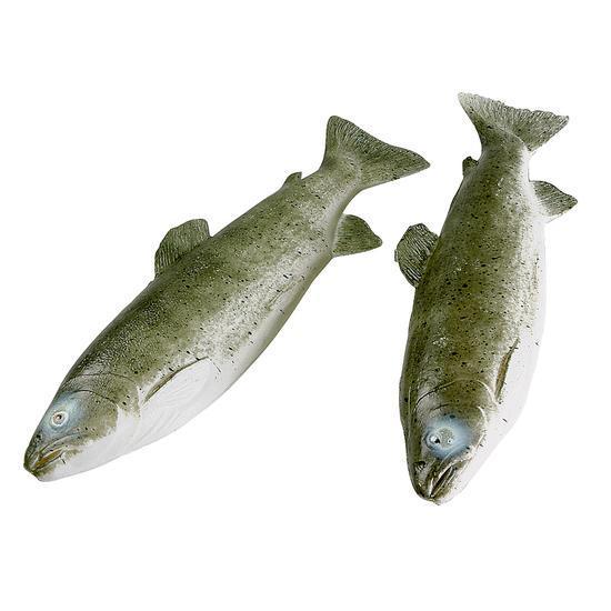 Trout