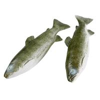 Trout