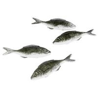 Sardines