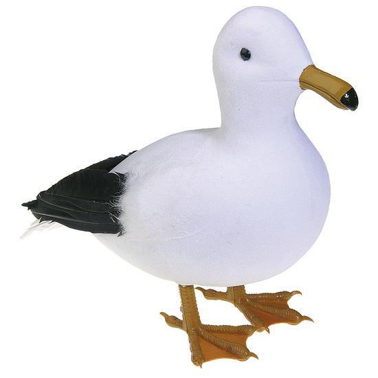 Seagull