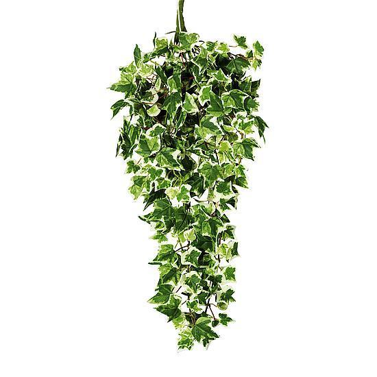 Ivy bush