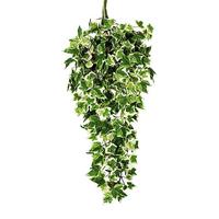 Ivy bush