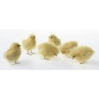 Chick