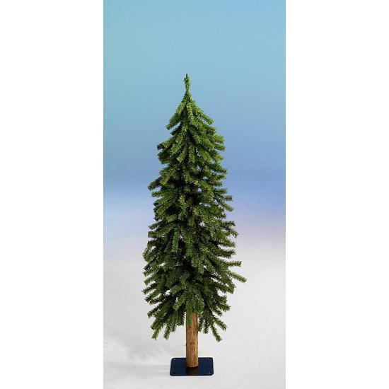 Alpine fir