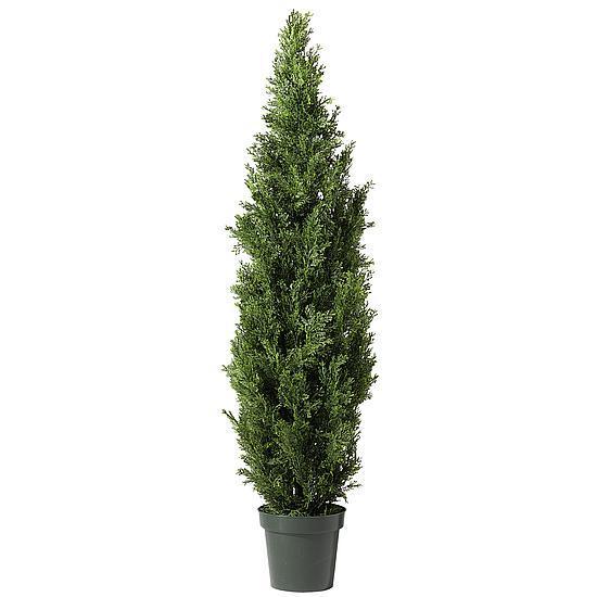 Cypress Tree