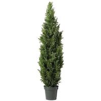 Cypress Tree