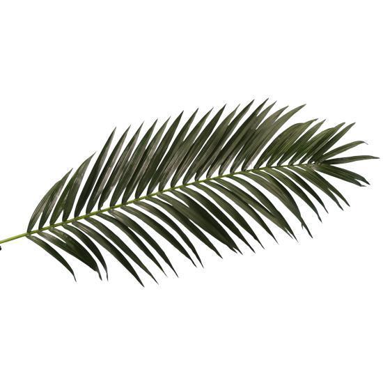 Giant palm frond