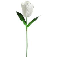 Giant tulp