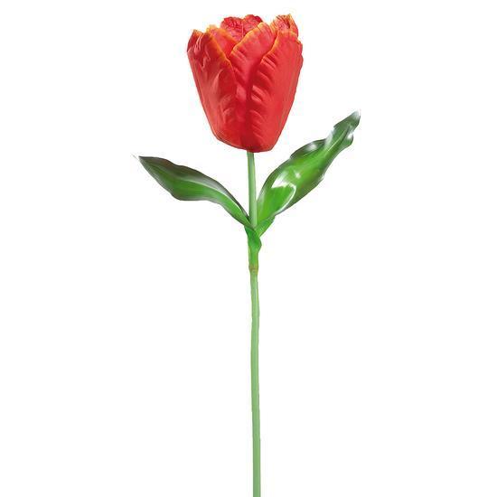Giant tulp