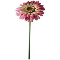 Giant Gerbera