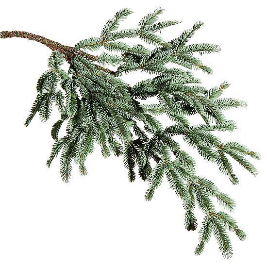 Blue spruce branch