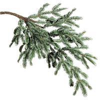 Blue spruce branch