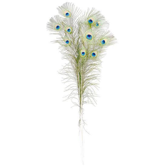 Peacock feathers
