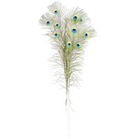 Peacock feathers