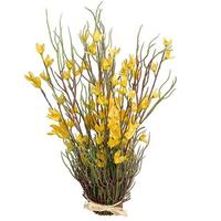 Forsythia bundle