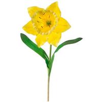 XXL daffodil