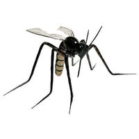 Mosquito