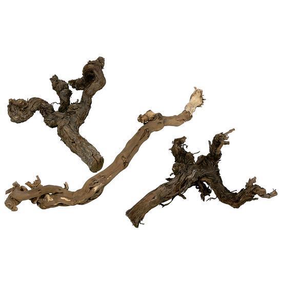 Vine tree natural