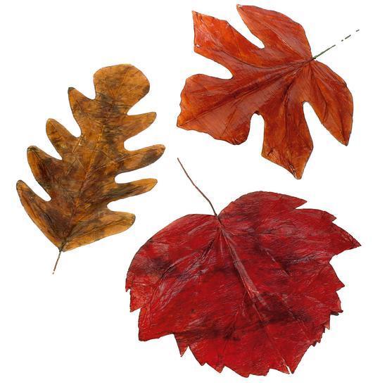 Autumn leaves set XXL
