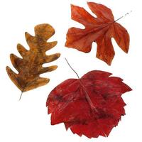 Autumn leaves set XXL