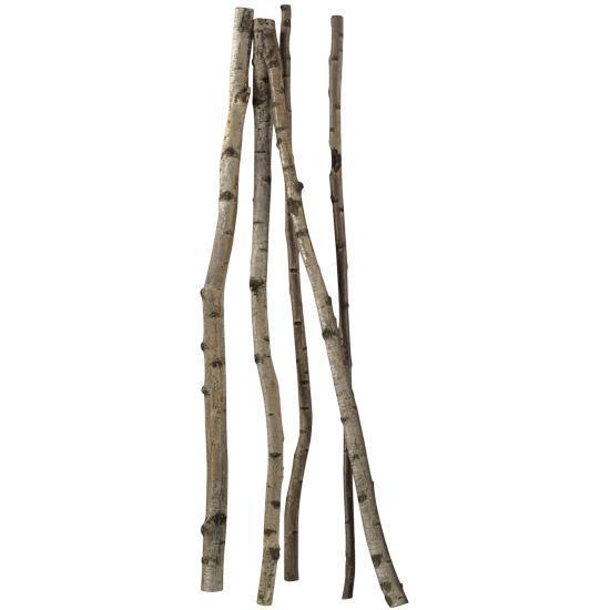 Birch trunks XXL