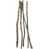 Birch trunks XXL
