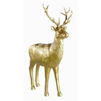 Stag