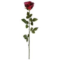 Floribunda