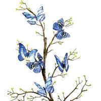 Butterflies