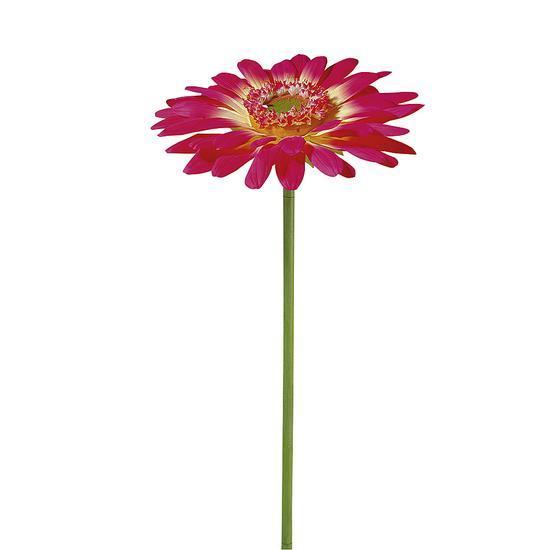 Giant Gerbera