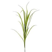 Reed grass stem