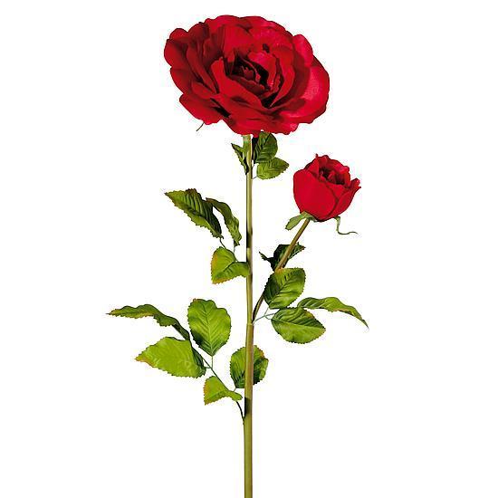Giant rose with bud