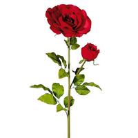Giant rose with bud