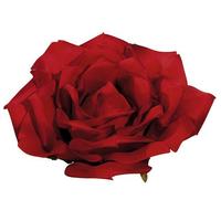 XL Rose blossom